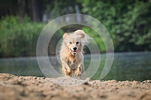 White mix Dog is running in sand.