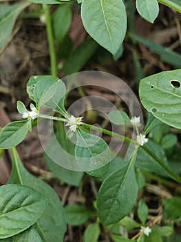 white and mix yellowish small flower