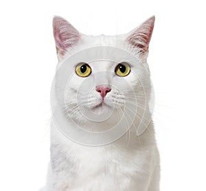 White mixed-breed cat facing at the camera(2 years old), isolate