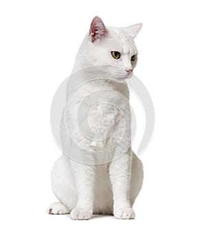 White mixed-breed cat looking down (2 years old), isolated on wh