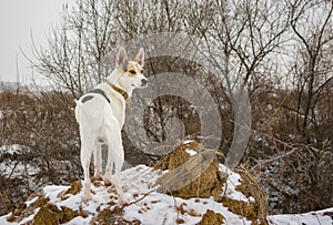 White mixed breed dog watching nearest to his home territory standing on a loamy hillock photo