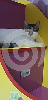 White mixed colou kitty cat lying down on staircase