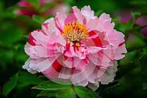 A white mixed red  peony flower in the garden