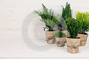 White modern rustic interior with young green plants in craft pots with copy space on beige wood table.