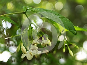 White Mok flowers, Thai flowers The bunch of flowers are very fragrant bokeh as a blurred background.soft focus