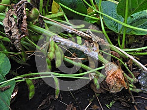 White mold (Slerotinia sclerotiorum) and some black sclerotium on soybean stem.