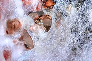 White mold of vegetables, fruits Sclerotinia sp