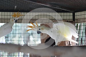 White moluccan cockatoo