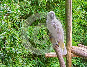 White moluccan cockatoo parrot sitting a branch and looking towards the camera a exotic pet from maluku India