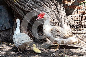 White mom duck with little yellow ducklings