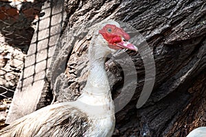 White mom duck with little yellow ducklings