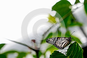 The White Monarch Butterfly