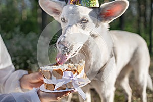 White mongrel dog eating birthday cake with tongue out