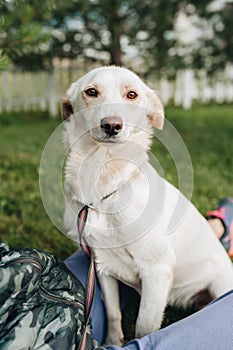 White mongrel dog sittin on the grass