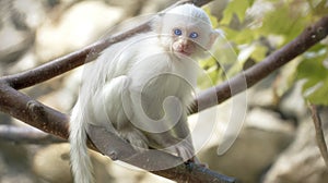 White monkey with blue eyes on branch