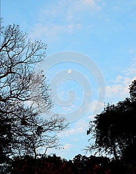 White Moon in Blue Sky with Silhouettes of Trees - Beauty of Dawn