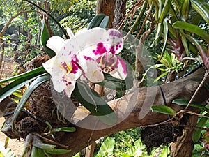 White moon orchid beauty background