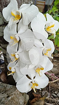 white moon orchid flower