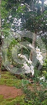 White moon orchid flower