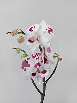 White moon orchid flower with red blotches. The scientific name is Doritaenopsis