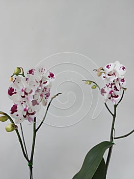 White moon orchid flower with red blotches. The scientific name is Doritaenopsis