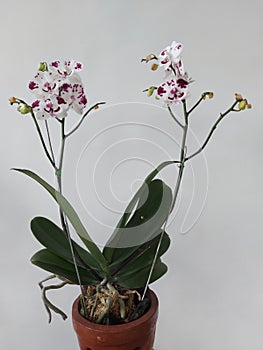 White moon orchid flower with red blotches. The scientific name is Doritaenopsis