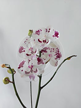 White moon orchid flower with red blotches. The scientific name is Doritaenopsis