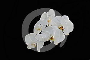 White moon orchid flowers isolated on black background