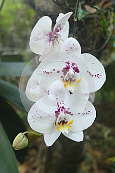 White Moon Orchids or Phalaenopsis amabilis