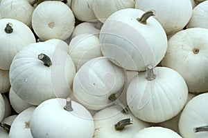 White Moonshine pumpkins at market, Germany