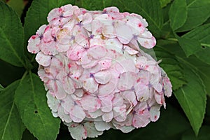White mophead Hydrangea flowers in close up photo