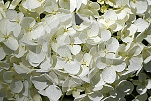 White mophead Hydrangea flowers photo