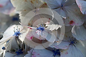 White mophead Hydrangea flowers in macro close up photo