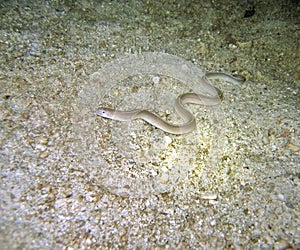 White Moray