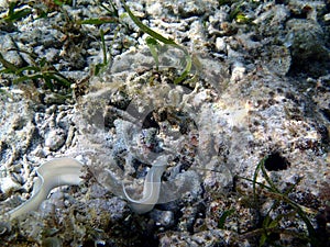 White Moray eel Muraenidae - Gili Air Indonesia Asia