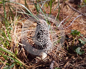 White Morel Mushroom