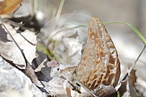 White Morel Mushroom