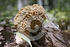 White Morel Mushroom