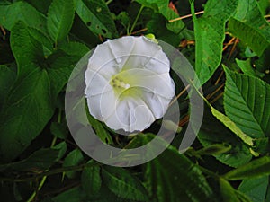 White Morning Glory alng the hiking trail in a sea of green foliage