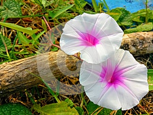 White morning glory flowers in the garden. water spinach flowers.