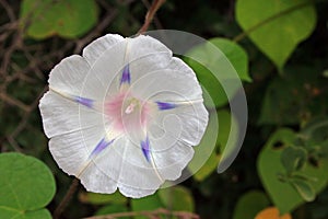 WHITE MORNING GLORY WITH PURPLE FLECKS photo