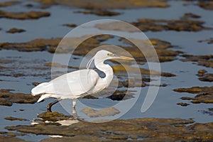 A white morph Western Reef Egret