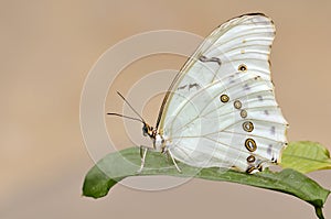 White Morpho butterfly