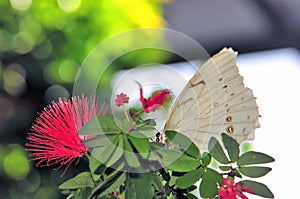 White Morpho butterfly on leaves in aviary