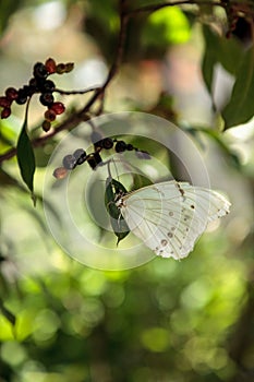 White morpho butterfly Morpho polyphemus