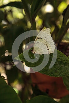 White morpho butterfly Morpho polyphemus