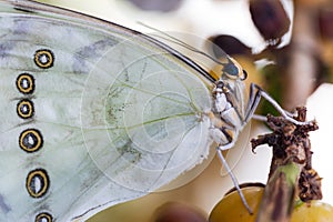 White Morpho polyphemus stnds on tree branch.