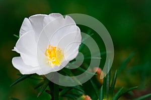 White mose rose photo