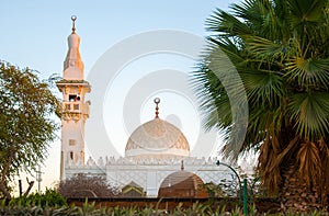 White mosque in the green palms in Egypt