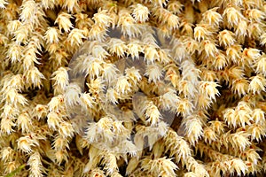 White moss